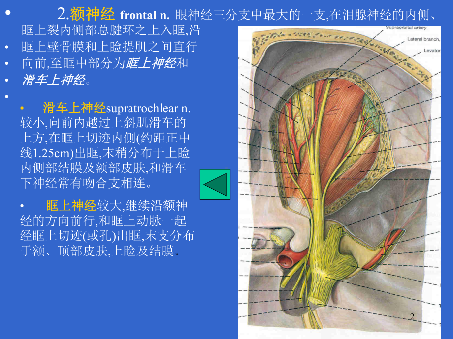 视器的血管与神经课件.ppt_第2页