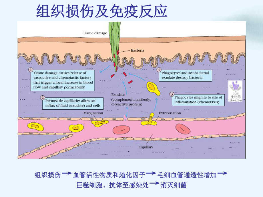 神经免疫调节PPT课件.pptx_第1页