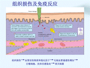 神经免疫调节PPT课件.pptx