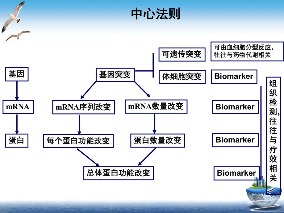 肿瘤常规化疗药物个体化治疗示范课件.ppt_第3页