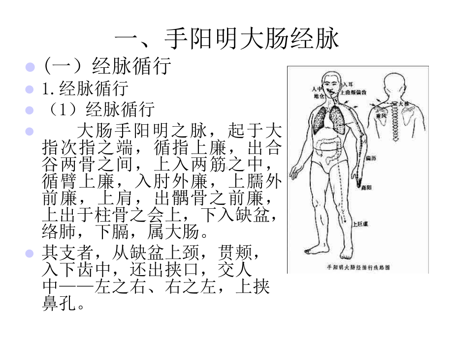 经络学手阳明大肠经课件.ppt_第3页