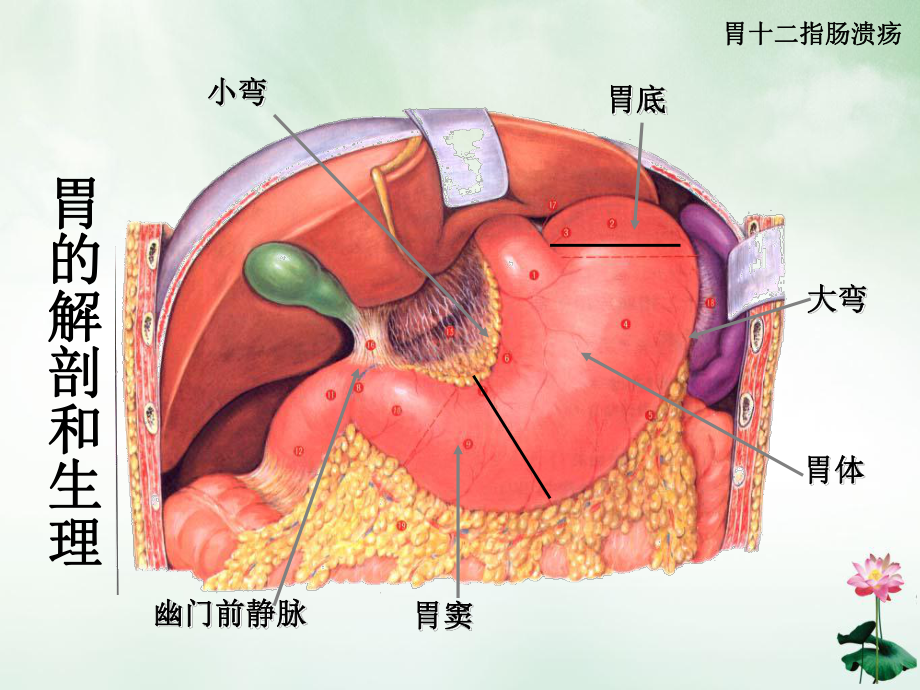 第四节胃十二指肠病人的护理修改优质授课课件.ppt_第3页