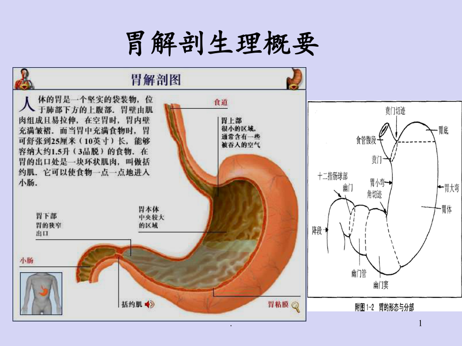 第二节胃十二指肠疾病病人的护理课件.ppt_第1页