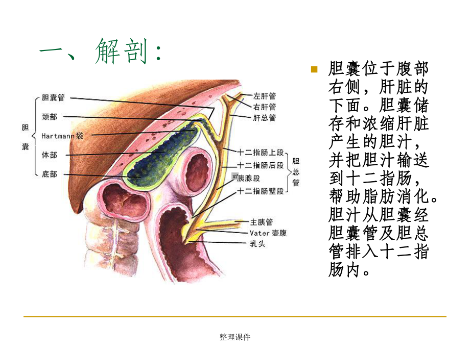 胆囊切除术胆总管切开取石术课件.ppt_第2页