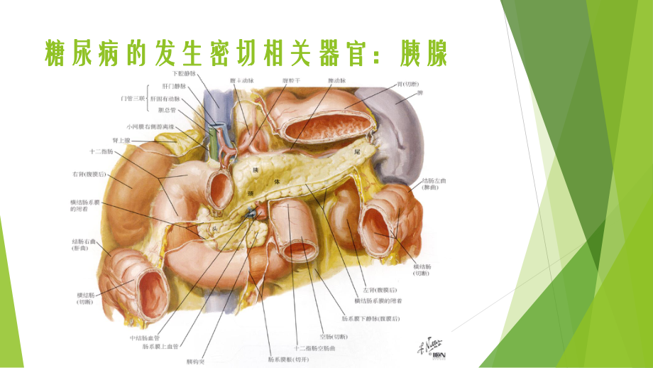 糖尿病和与高血压关系课件.ppt_第3页