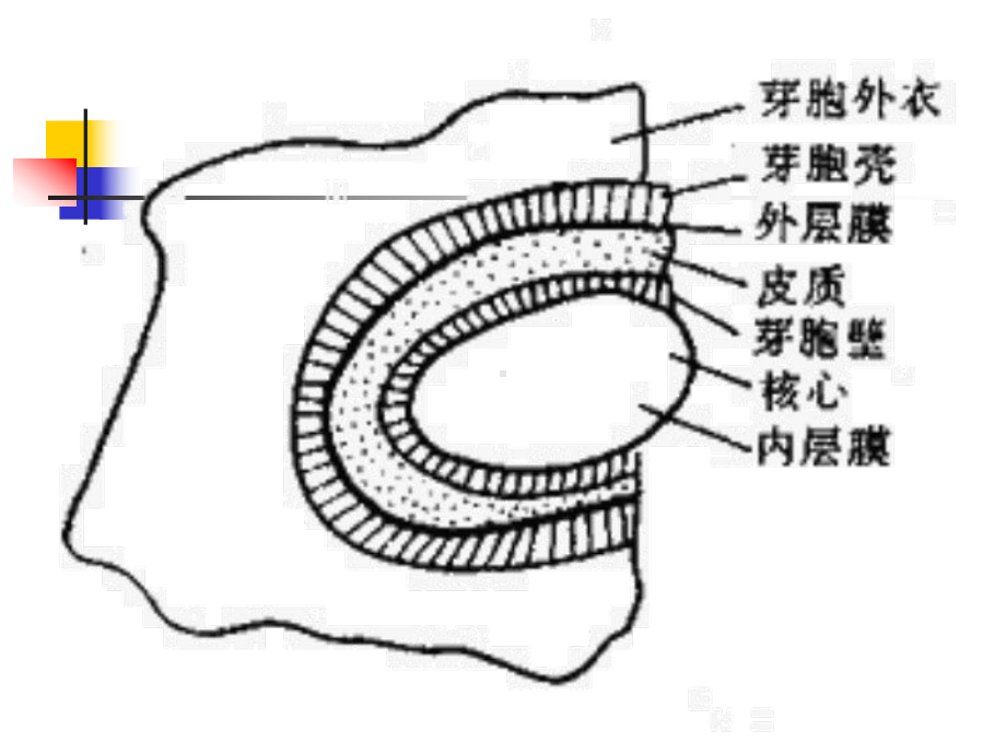 第14章-革兰阳性产芽孢杆菌课件.ppt_第3页