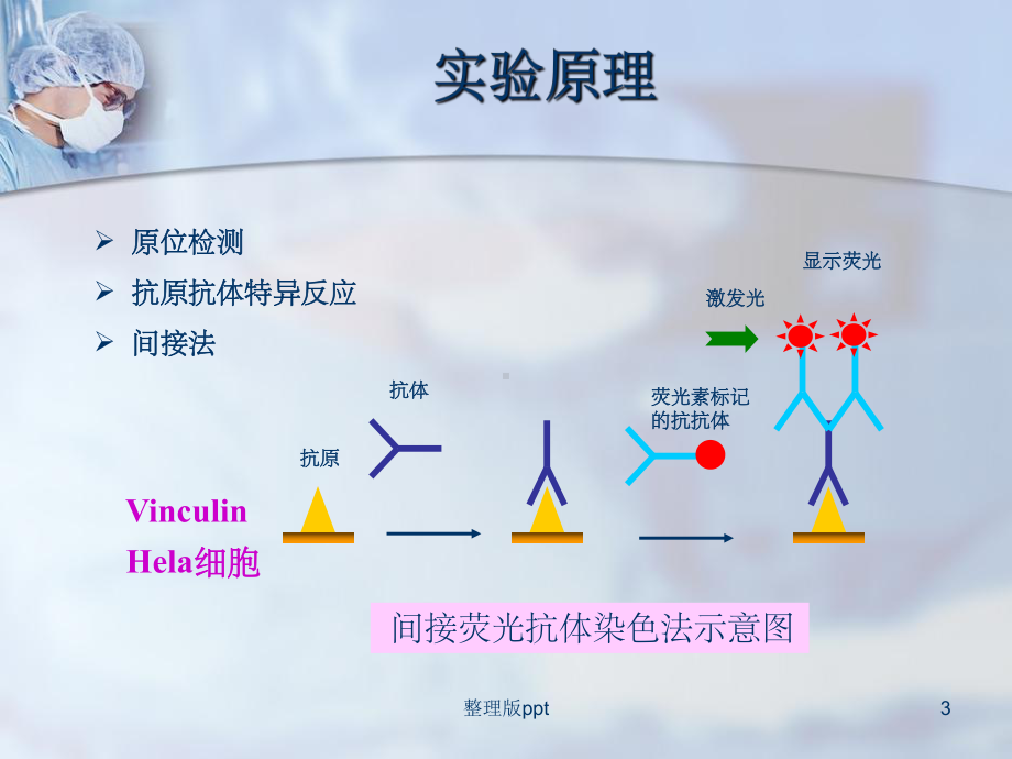 细胞免疫荧光技术课件.ppt_第3页