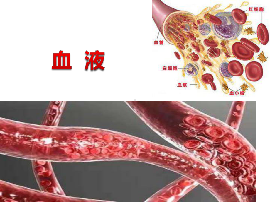 血浆白细胞红细胞血小板血浆课件.ppt_第1页