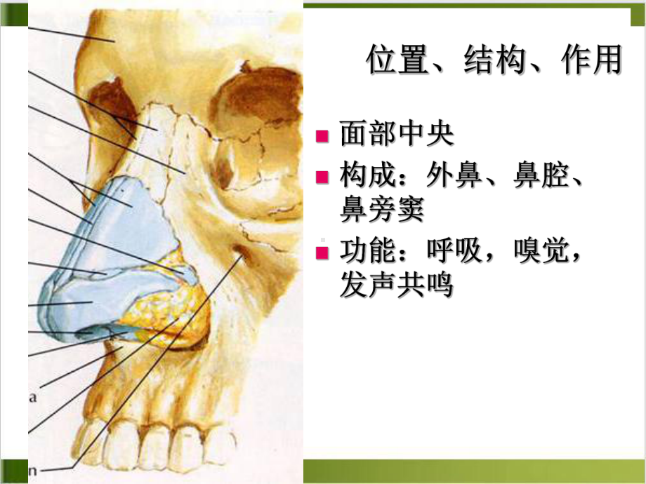 解剖之鼻咽喉课件.ppt_第2页