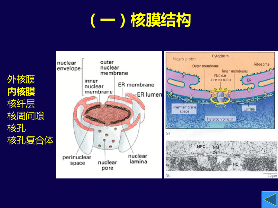 第十一章-细胞核与染色体-细胞生物学课件.ppt_第3页