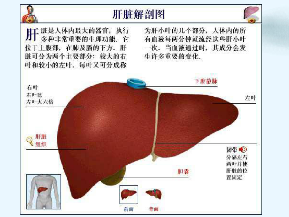 肝炎治疗与预防河北最好的乙肝医院课件.ppt_第3页