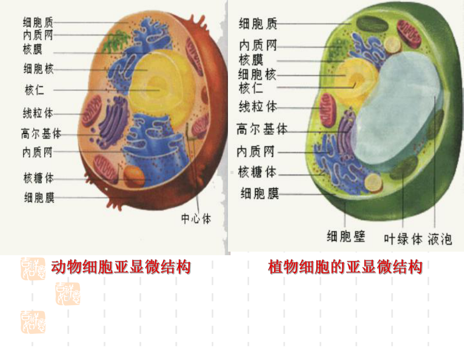 细胞呼吸教学课件.ppt_第3页