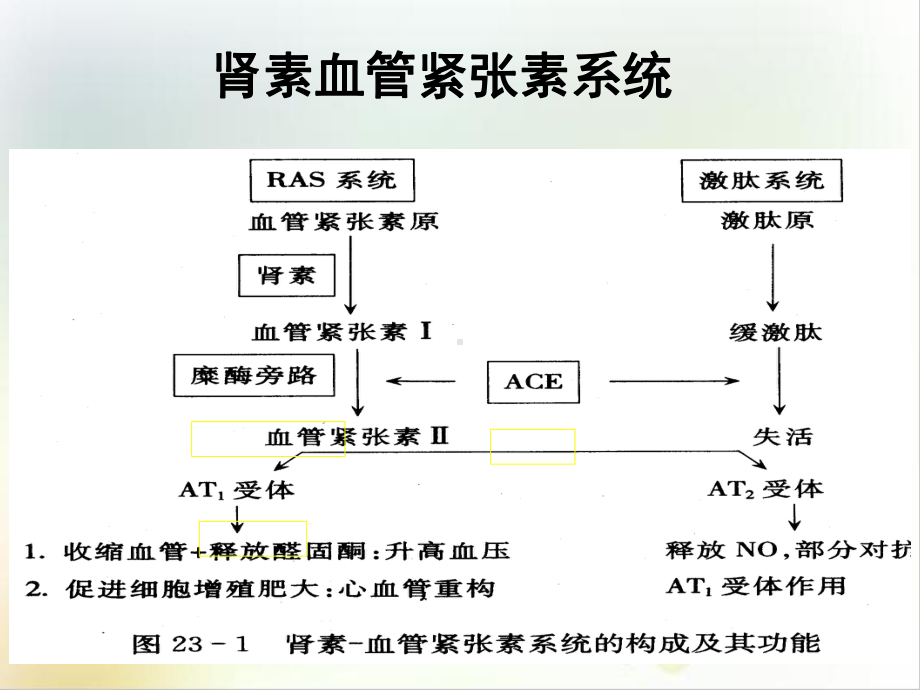 肾素血管紧张素系统抑制药利尿药与脱水药课件整理.ppt_第3页