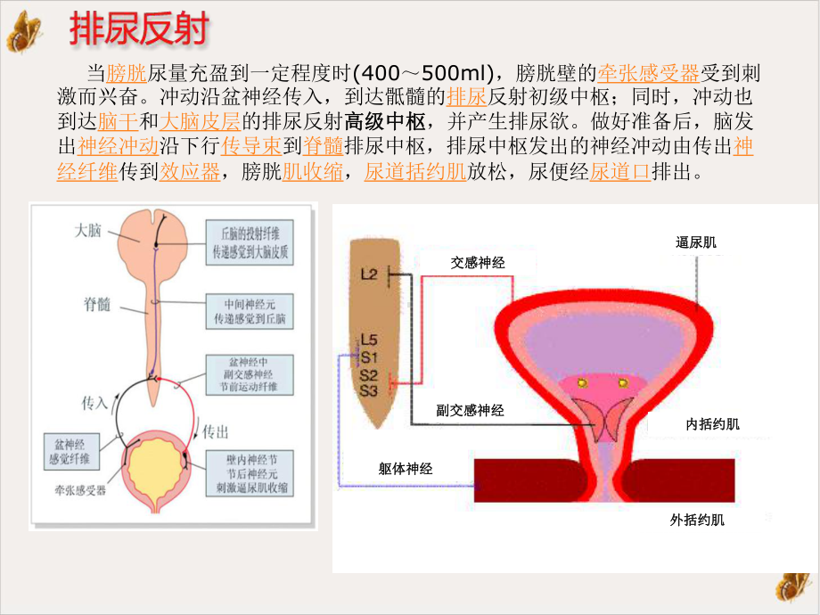 膀胱的神经支配课件.ppt_第2页