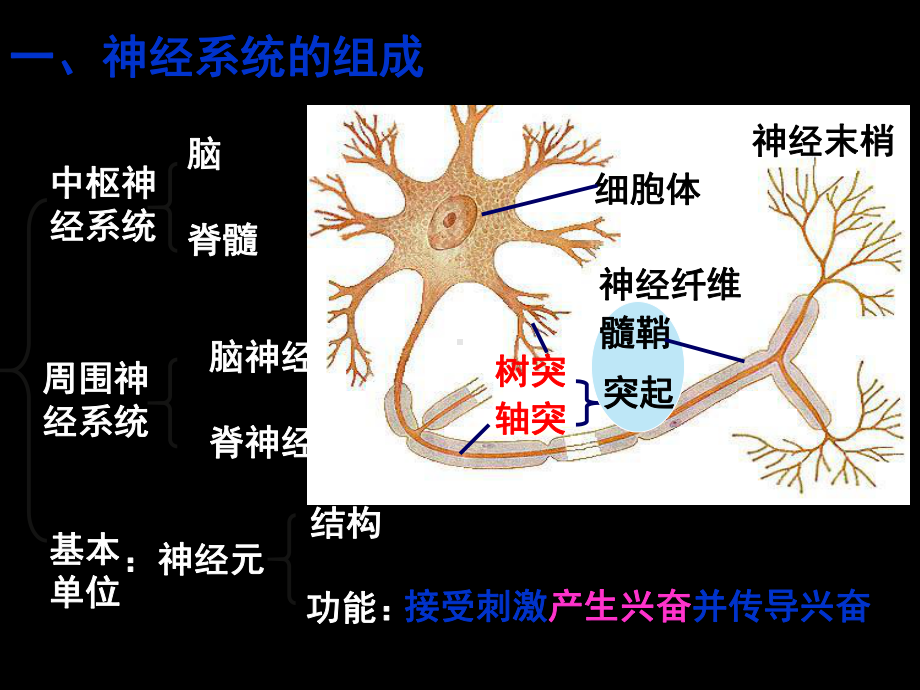 稳态与环境通过神经系统的调节课件.ppt_第2页