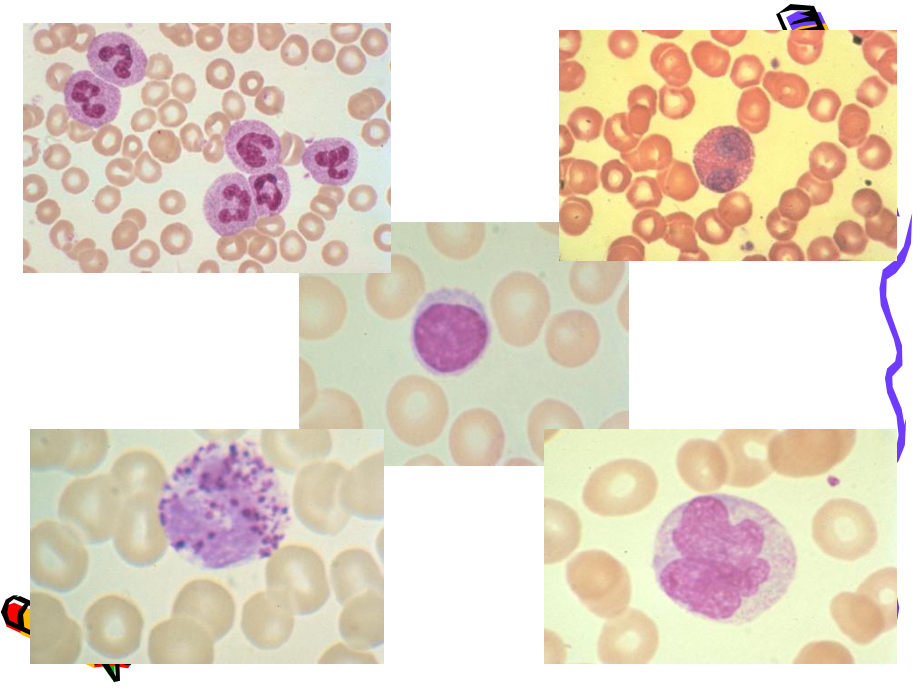 精选白细胞计数和白细胞分类资料课件.ppt_第2页