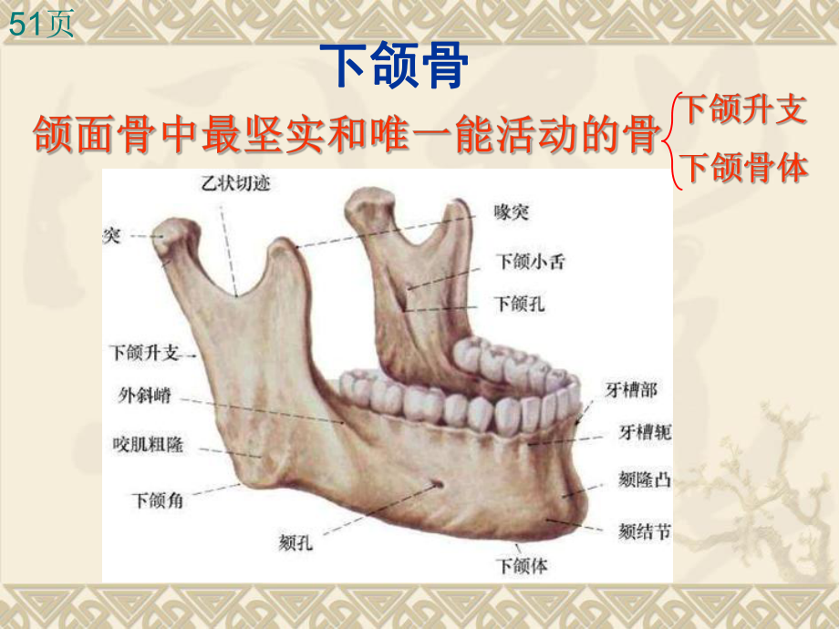 第二章第一节下颌骨课件.ppt_第2页