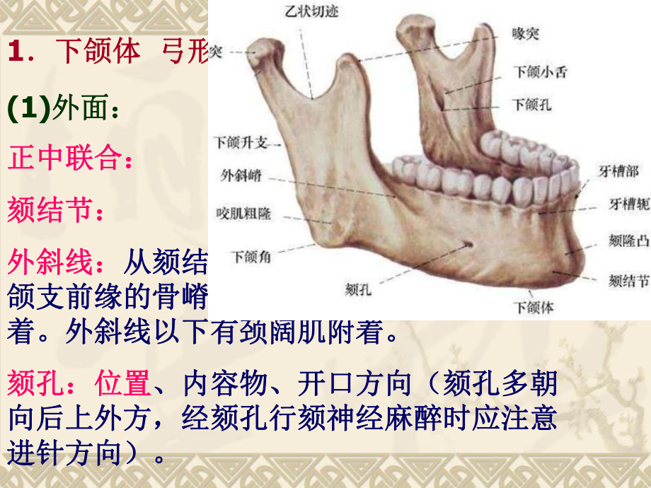 第二章第一节下颌骨课件.ppt_第3页