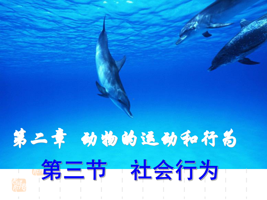 第三节-社会行为(应用)课件.ppt_第1页