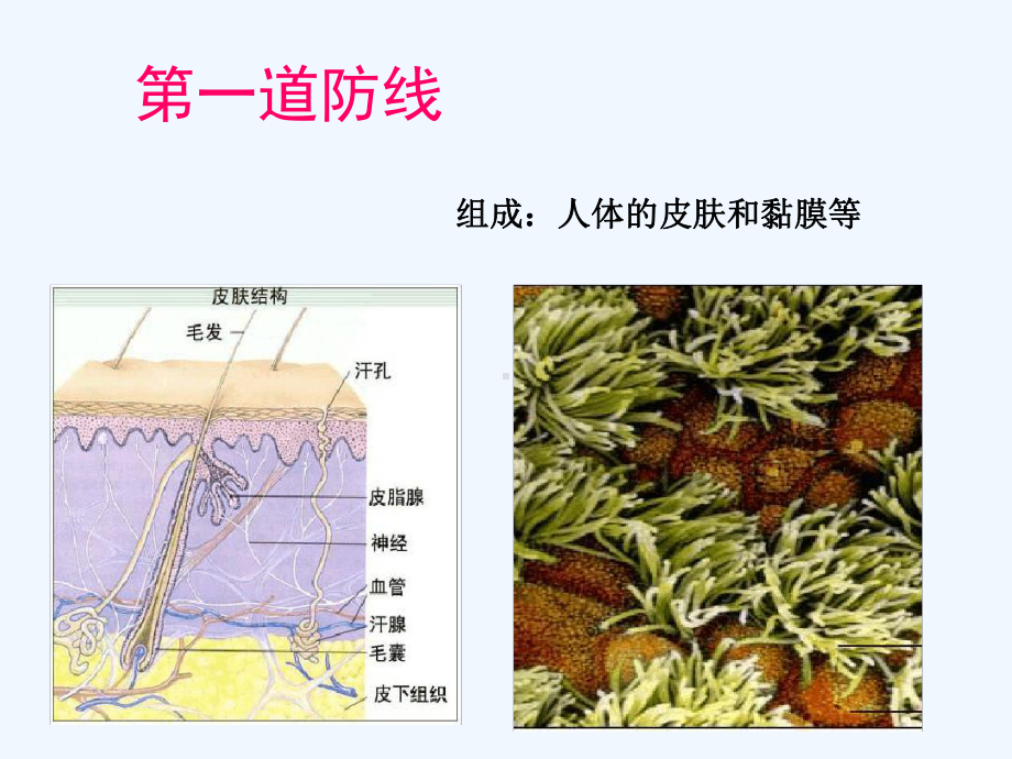 第一节人体的免疫功能课件4.ppt_第3页