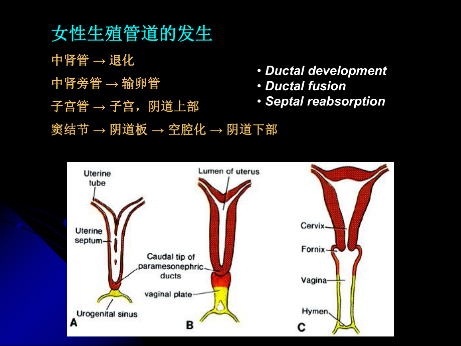 苗勒氏管畸形的影像学诊断北京协和医院课件.pptx_第3页