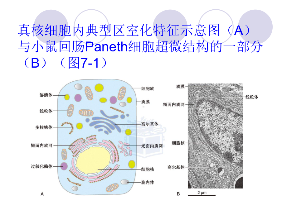 细胞质基质与内膜系统课件.ppt_第3页