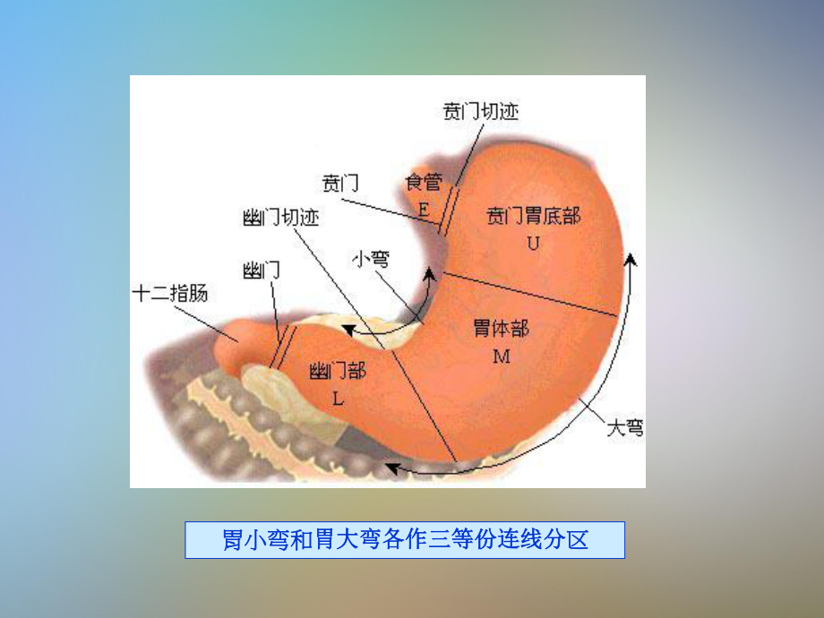 胃十二指肠疾病2课件.pptx_第3页