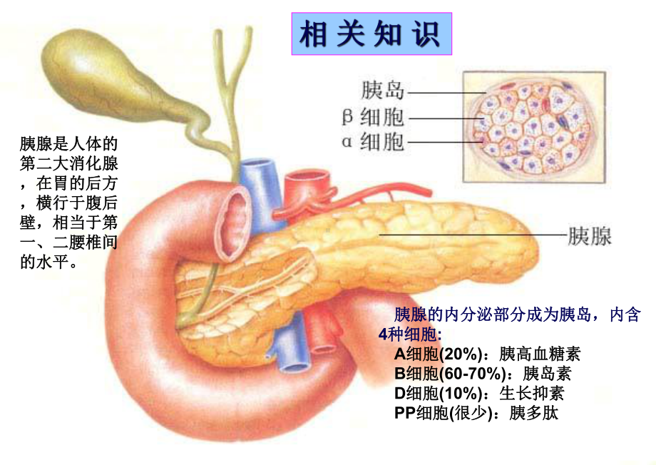 糖尿病诊治及胰岛素和口服降糖药治疗课件.ppt_第2页