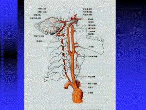 脑血管解剖图课件.ppt