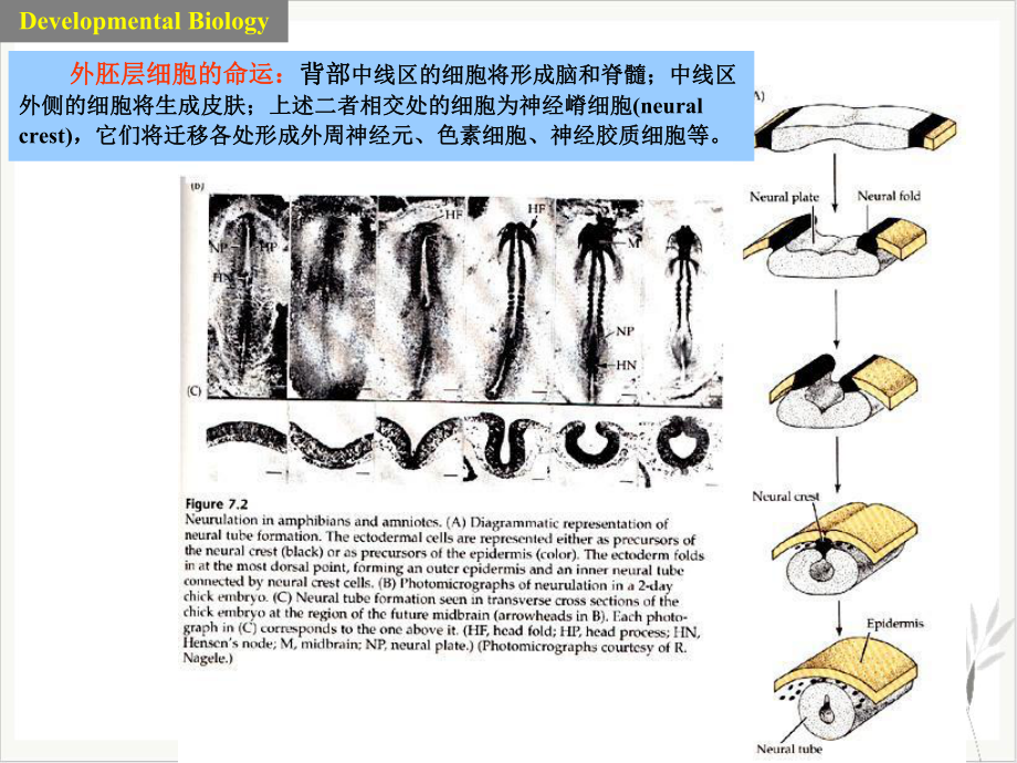 神经系统的发育课件.pptx_第1页