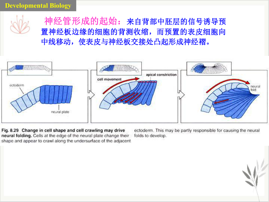 神经系统的发育课件.pptx_第2页