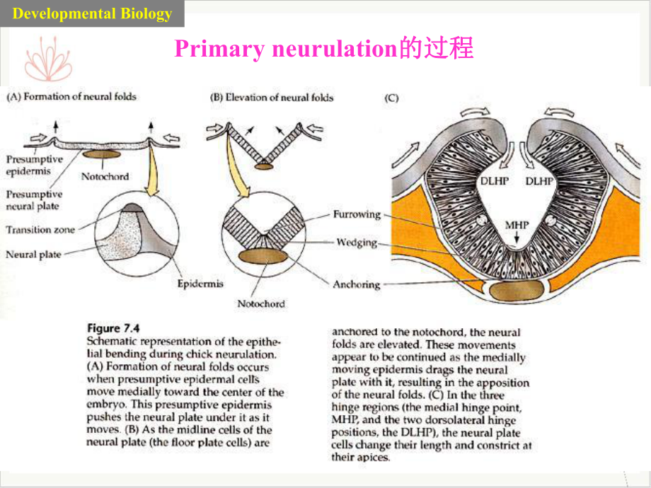 神经系统的发育课件.pptx_第3页