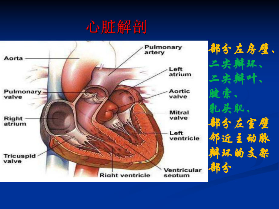 第8版内科学二尖瓣关闭不全课件.ppt_第2页