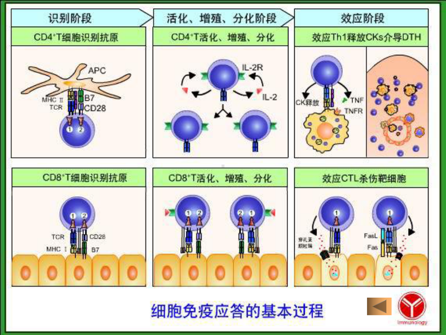 细胞介导的体液免疫应答示范课件.ppt_第3页