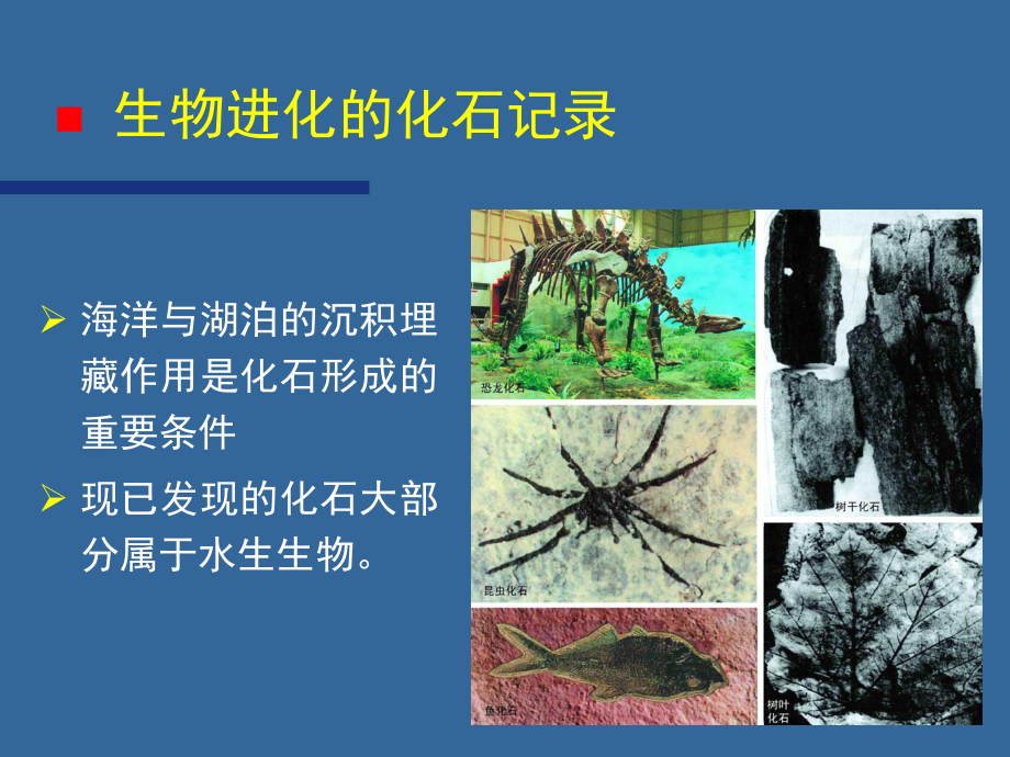 研究宏观进化依据的科学材料课件.ppt_第3页