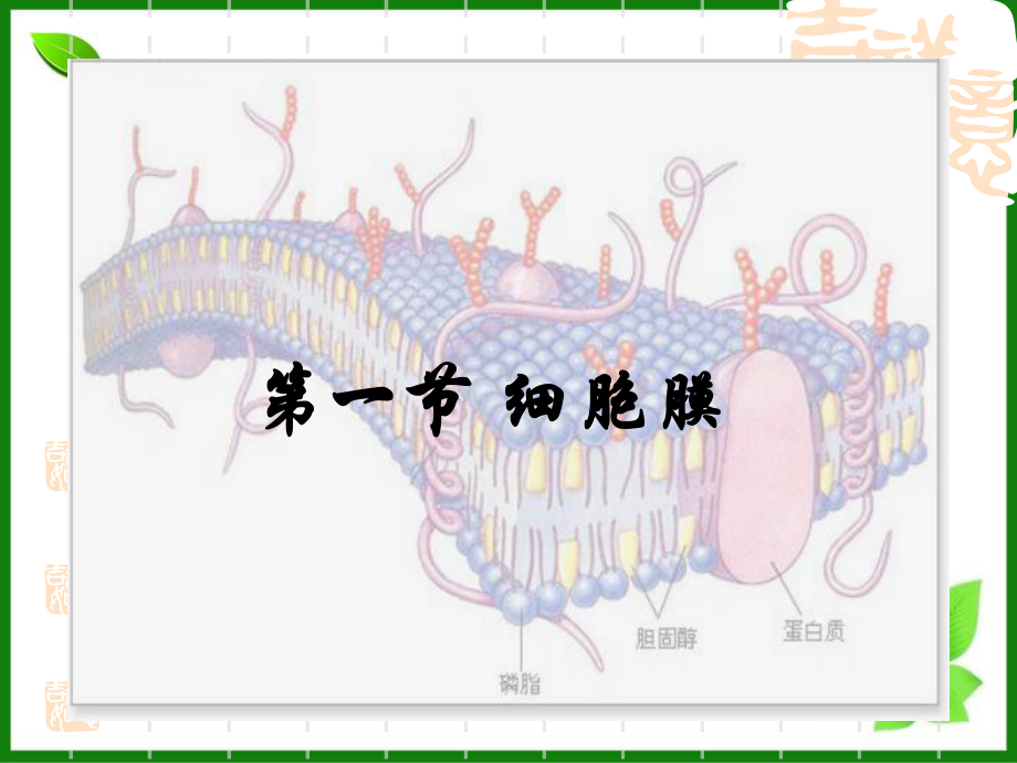 细胞膜课件-沪科版.ppt_第1页