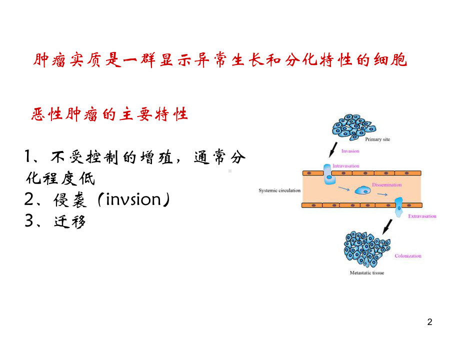 病毒与肿瘤课件.ppt_第2页