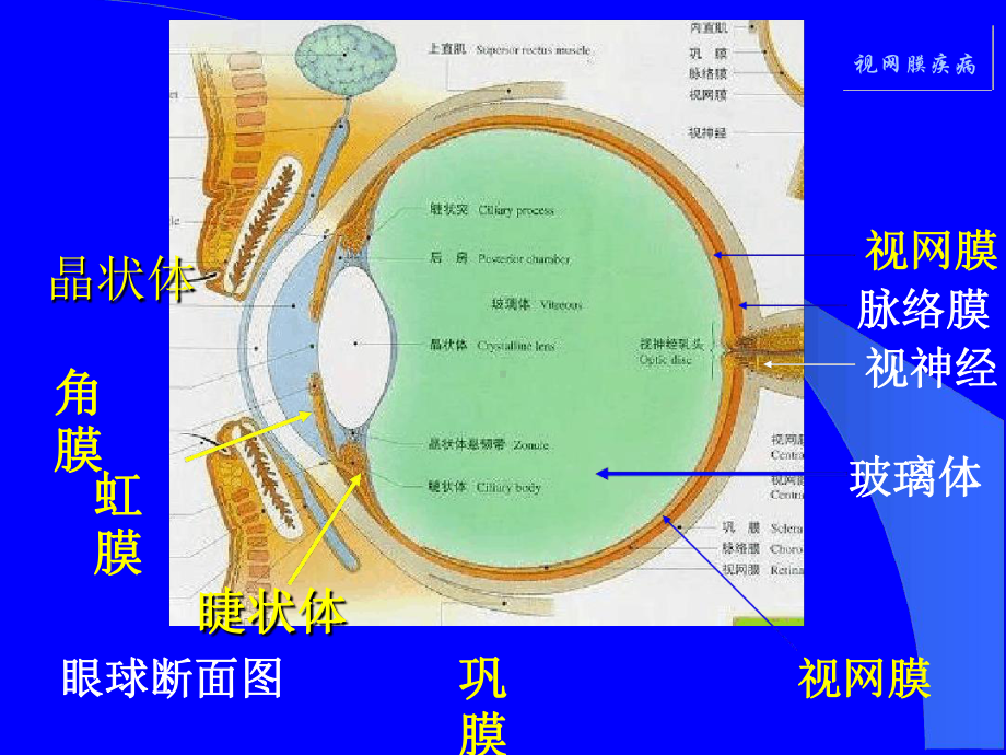 眼底检及眼睑检查课件.ppt_第2页