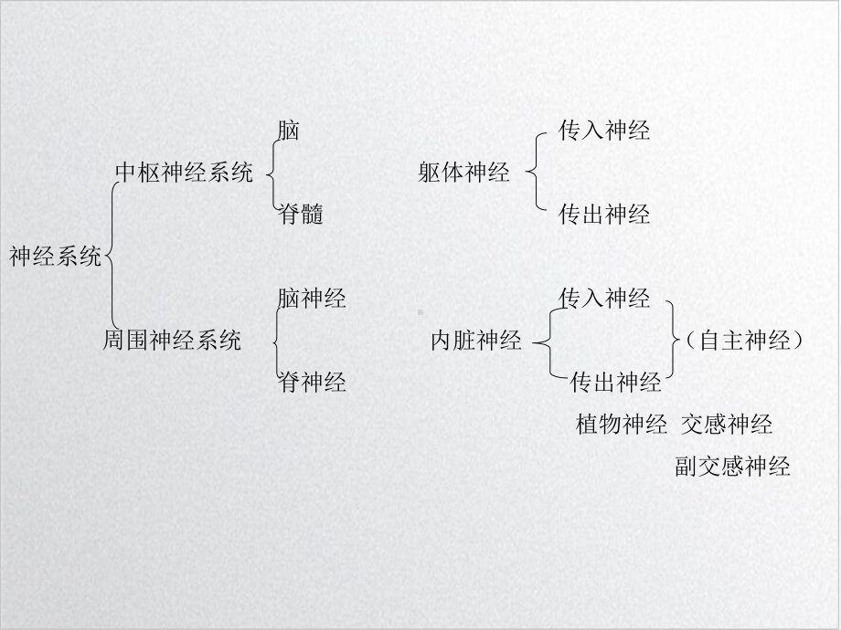 神经系统发育课件(同名812).ppt_第3页