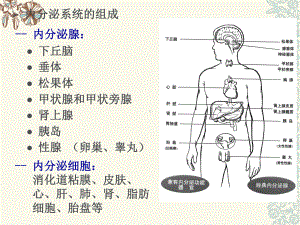 纯性甲状腺肿病人的护理课件整理.pptx