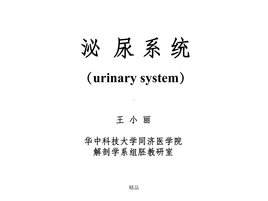 组织学与胚胎学10泌尿系统课件.ppt_第1页