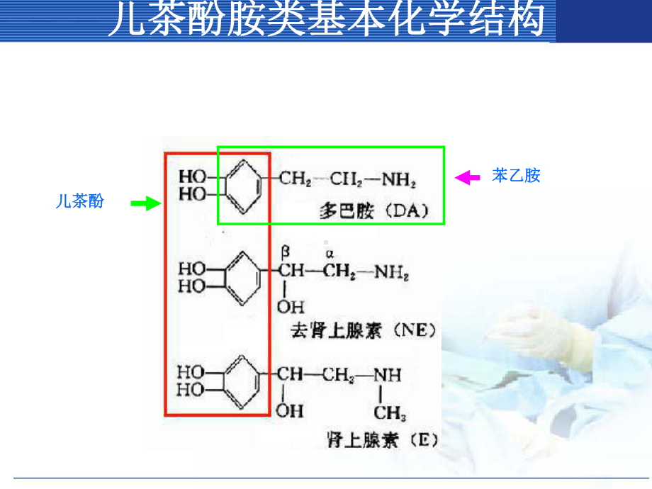 肾上腺素激动药PP课件.ppt_第1页