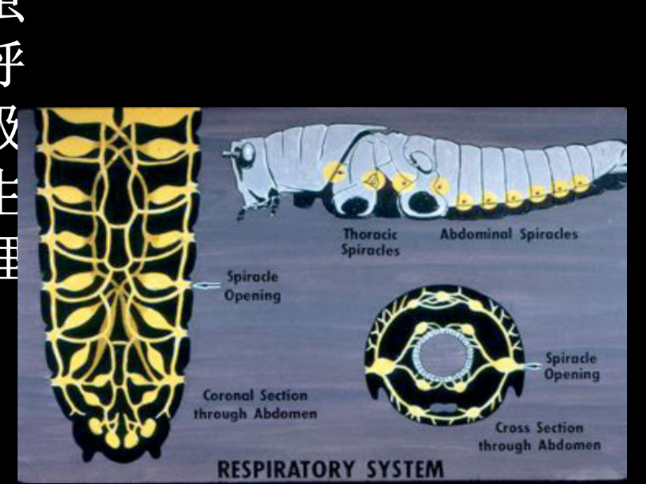 第五章-昆虫呼吸生理-课件.ppt_第1页
