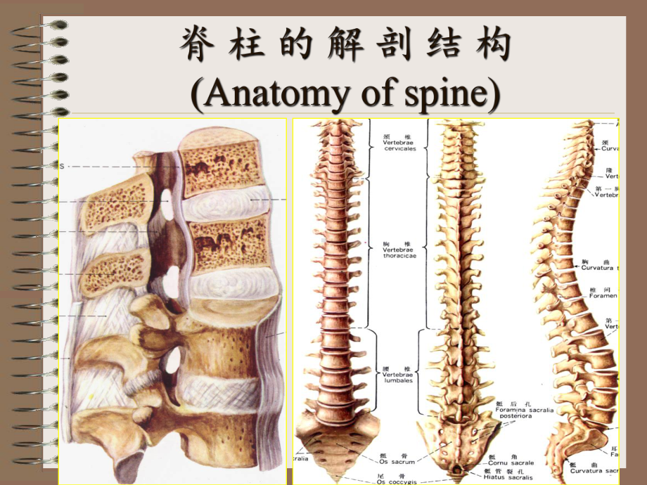 脊柱及四肢hf课件.ppt_第3页