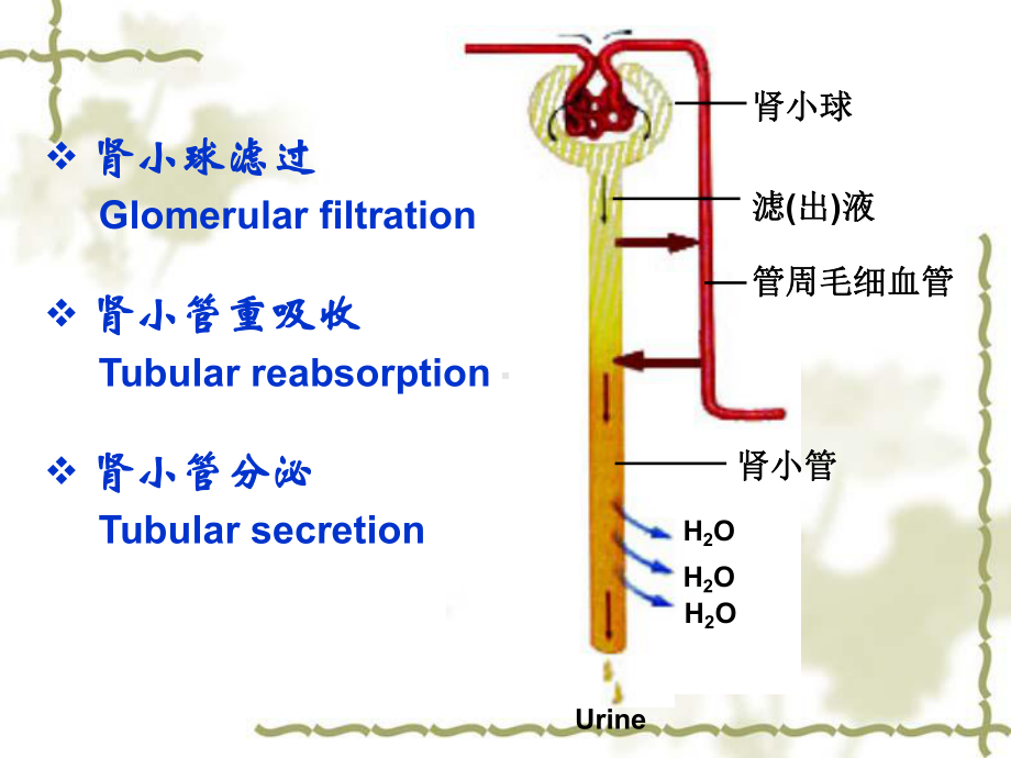 第十二章肾衰竭课件.ppt_第3页