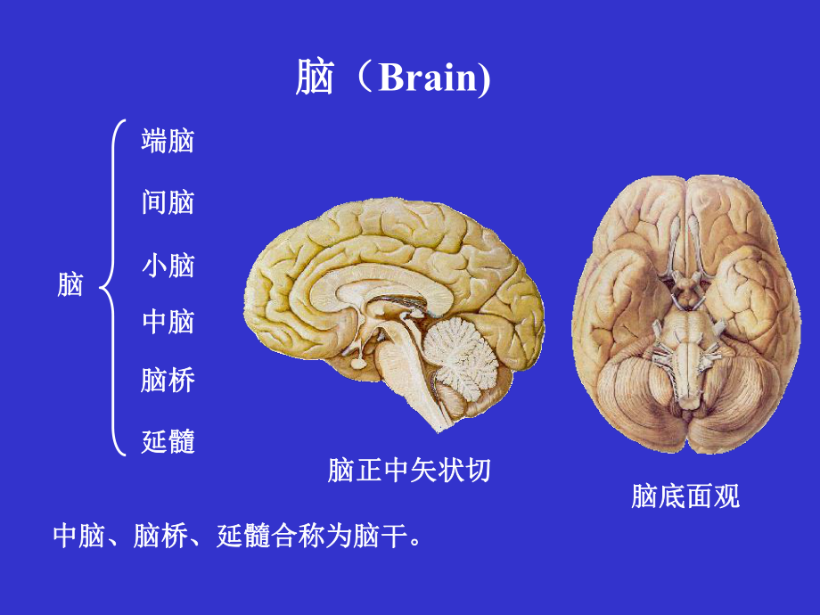 脑干-基础医学概要课件.ppt_第2页