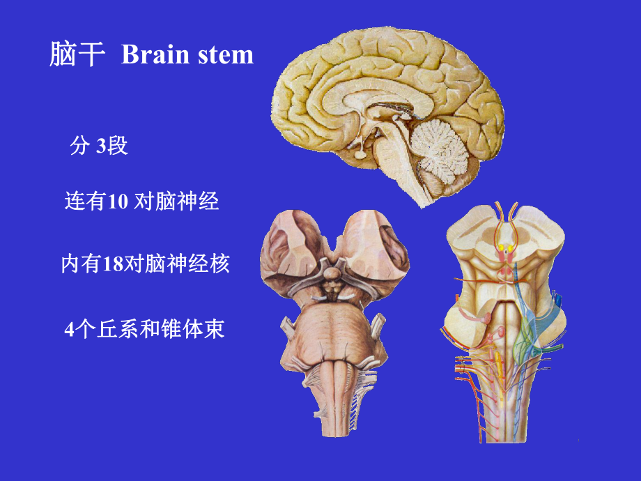 脑干-基础医学概要课件.ppt_第3页