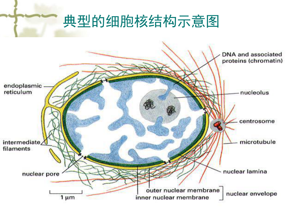 细胞核与染色体(同名115)课件.ppt_第2页