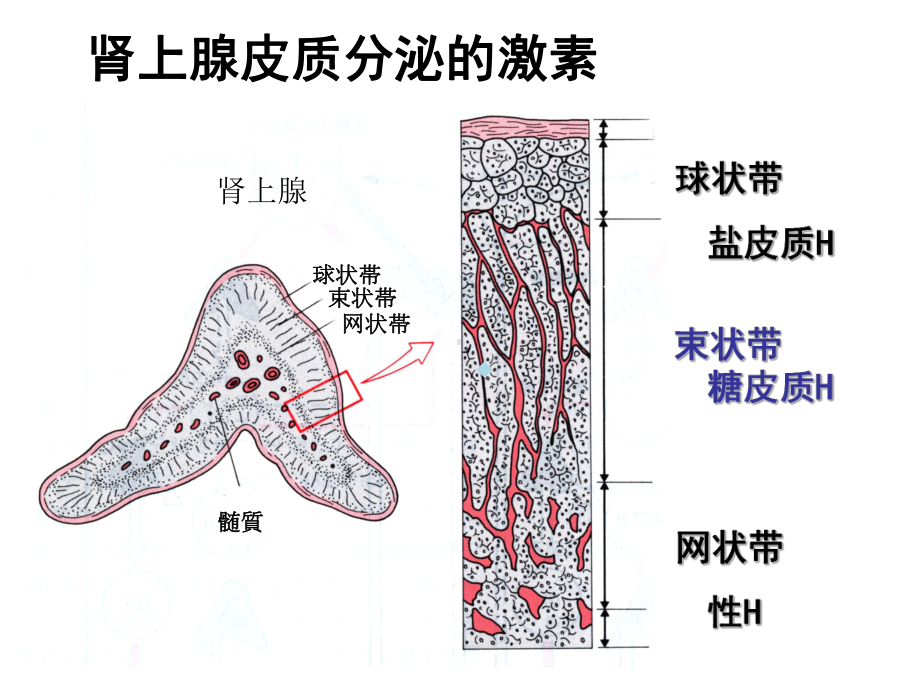 第30章肾上腺皮质激素类药课件.ppt_第2页