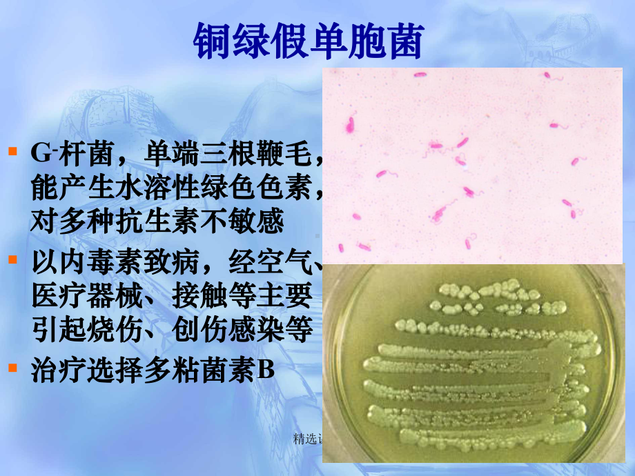 病原生物与免疫学基础第五章常见病原菌第六节课件.ppt_第3页